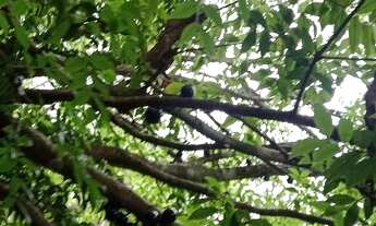 Imagem 4: Chácara com casa córrego troca Girassol