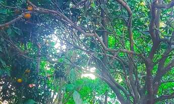 Imagem 5: Mini Sitio Na Colonia Monte Bonito