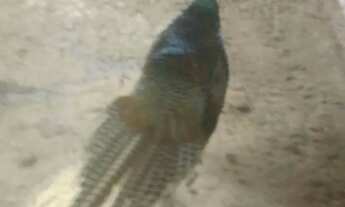 Imagem 2: Sítio 250 x 1.000 na AM 010 km 127 205.800,00