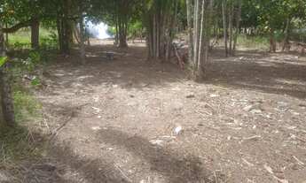 Imagem 3: Terreno bem arborizado