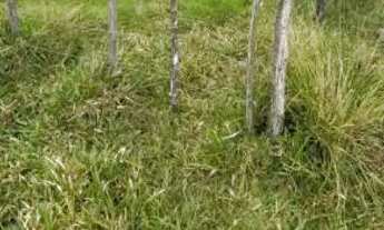 Imagem 3: Vende-se terreno medindo 8x24 sendo 8 de largura 24 de comprimento..