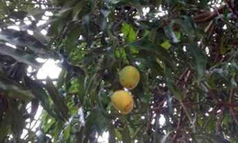 Imagem: Chácara em Jaboticatubas MG- Terreno com