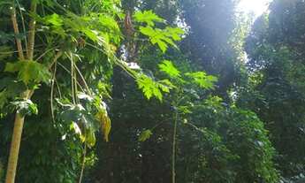 Imagem 2: Lote/Terreno para venda possui matricula, com 637 metros quadrados em Feiticeira - Ilhabel