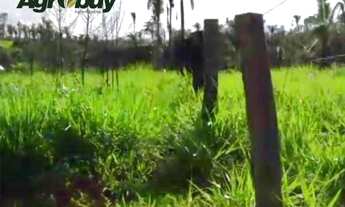 Imagem 3: Fazenda 1033 Alqueires em Dianópolis to