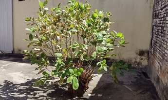 Imagem 4: Casa no planalto Uruguai