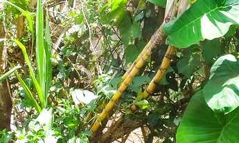 Imagem 4: Casa de condomínio térrea para venda possui 180 metros quadrados com 2 quartos