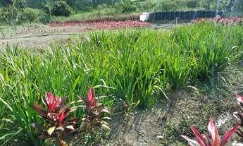 Imagem 3: SITIO COM 1 HECTARE DE TERRA FÉRTIL E MUITA ÁGUA