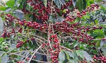 Imagem 2: Chacara Santa Teresa 20.119 metros quadrados(PARTICULAR