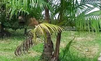 Imagem 6: Casa com terrenão baixou pra vender rápido