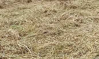 Imagem 5: Lote Comercial - Petrolina de Goiás