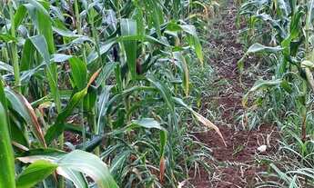 Imagem 6: CHÁCARA SETOR AGUILHADA SÃO SEBASTIÃO