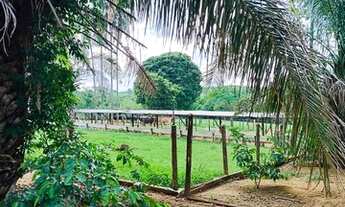 Imagem 6: 2,36 alqueires - cultura