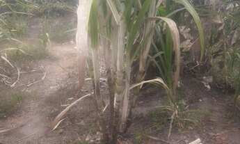 Imagem 5: Ótima oportunidade