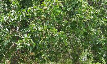 Imagem 5: Terreno de 2,75 ha, a 18 km da cidade de Caetité-BA o