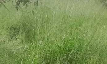 Imagem 2: Terreno com acesso asfaltado