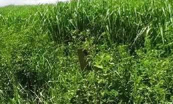 Imagem 6: Fazenda no município de Turvelândia GO