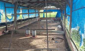 Imagem 3: SITIO AM 010 KM 125... RIO PRETO DA EVA