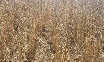 Imagem 7: Fazenda de 2.396 hectares na região da cidade de Jangada no estado de Mato Gross