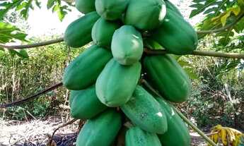 Imagem 6: Fazenda 203 Hectares/13 Divisões Pastagem/Opção Plantio Frutas,4 poços Artesiano.