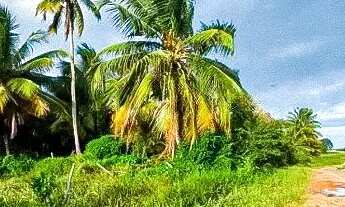 Imagem 4: Terreno de 40.000m² à venda - Barra dos Coqueiros/SE