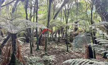Imagem 7: Lote em Rua 21 - Alpes - São Francisco de Paula/RS