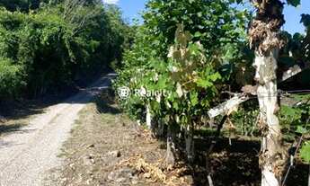 Imagem 3: VALE DOS VINHEDOS (BENTO GONçA - Terreno Padrão - Vale Dos Vinhedos