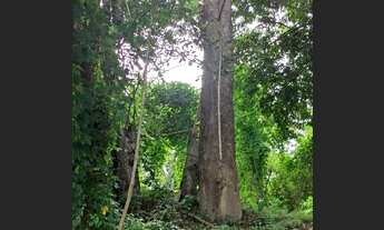 Imagem 5: Fazenda a venda 190Alq. "919Ha." Plana."lavoura" / Minaçu/Go