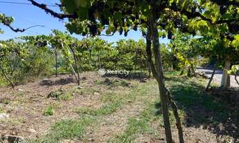 Imagem 4: VALE DOS VINHEDOS (BENTO GONçA - Terreno Padrão - Vale Dos Vinhedos