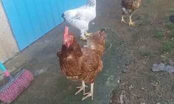 Imagem: Vende se 3 galos e 3 galinha faça bhama