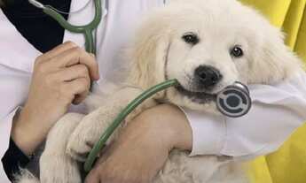 Imagem 2: Clínica Veterinária Completa à Venda, 22 anos - Esteio/RS