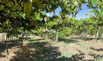 Imagem 5: VALE DOS VINHEDOS (BENTO GONçA - Terreno Padrão - Vale Dos Vinhedos