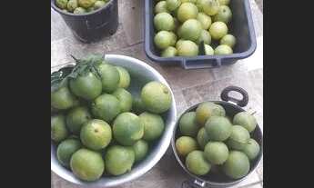 Imagem 5: Sítio em ibiuna