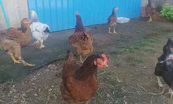 Imagem 5: Vende se 3 galos e 3 galinha faça bhama