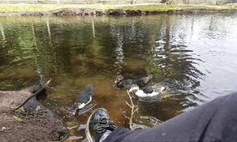 Imagem 3: Terreno sítio 3.000m2 em Itanhaém São Paulo murado com animais