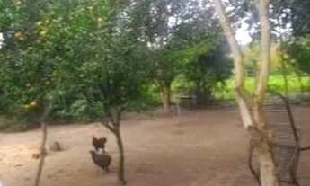 Imagem 5: Lindo sítio 1.800m2, c/ linda casa e sombra