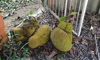 Imagem 5: Pequena chacara itariri sp