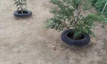 Imagem 5: Casa na asa branca