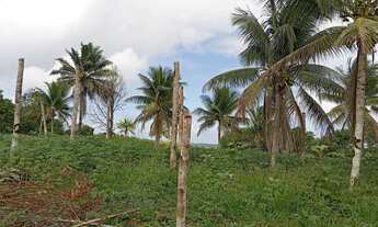 Imagem 2: Vendo excelente fazendinha em jaguaripe