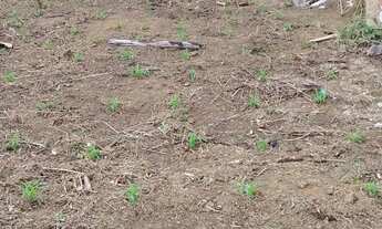 Imagem: Grande oportunidade terreno à venda