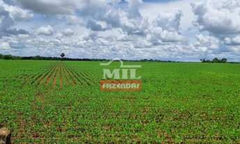 Imagem 6: Fazenda 113 alqueires (547 hectares ) Acreuna - go