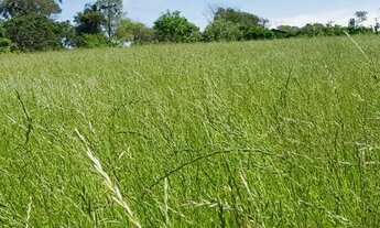 Imagem 6: Venda. Área 55 hectares. Localizada em Cachoeira do Sul RS