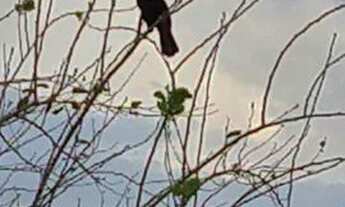 Imagem 3: 3.5 alqueires com benfeitorias em Itaquiraí