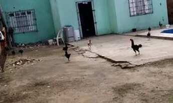 Imagem 2: Vende-se uma casa murada