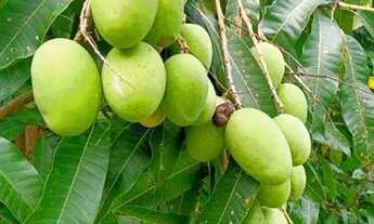 Imagem 2: Sítio na serra do cipó