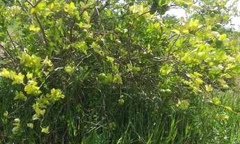 Imagem 4: Sítio em goiana