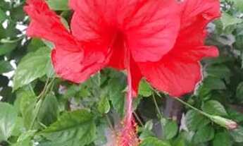 Imagem 2: Casa pra alugar. 530,00 1° andar