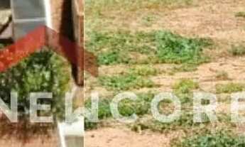 Imagem 2: Lote em Rua Siqueira Campos - Centro - Pirassununga/SP