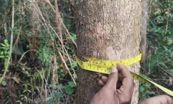 Imagem: Fazenda com eucalipto 771,48 alqueires a