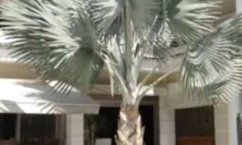 Imagem 2: CASA EM CONDOMÍNIO - ALPHAVILLE RESIDENCIAL DOIS - SP