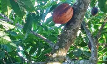 Imagem 5: Vendo excelente sítio em laje